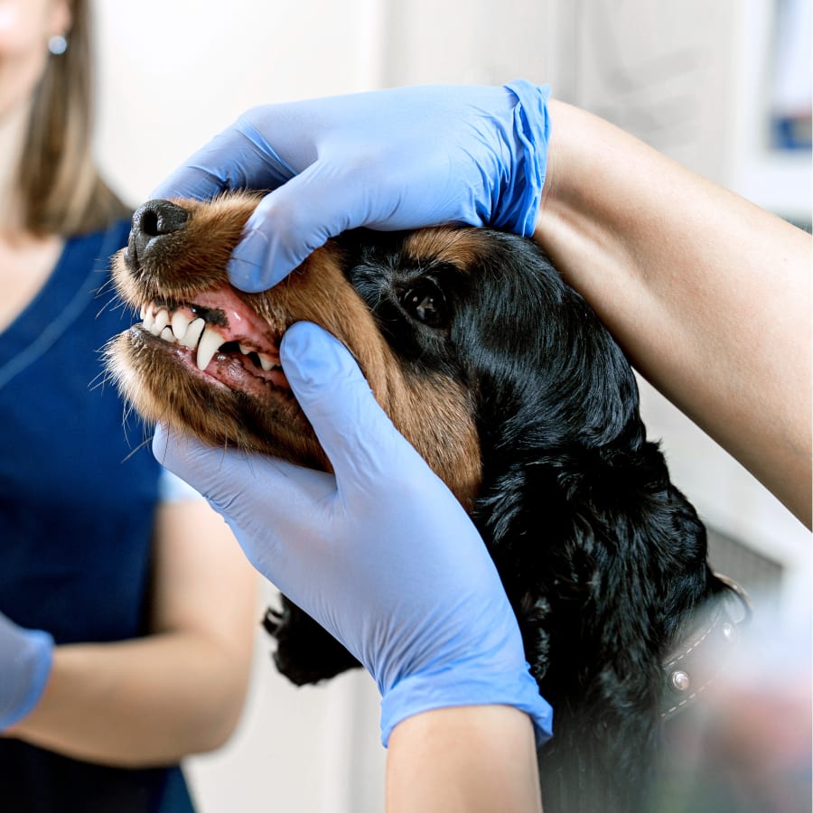 vet dentist checking dogs teeth at Southgate Vet